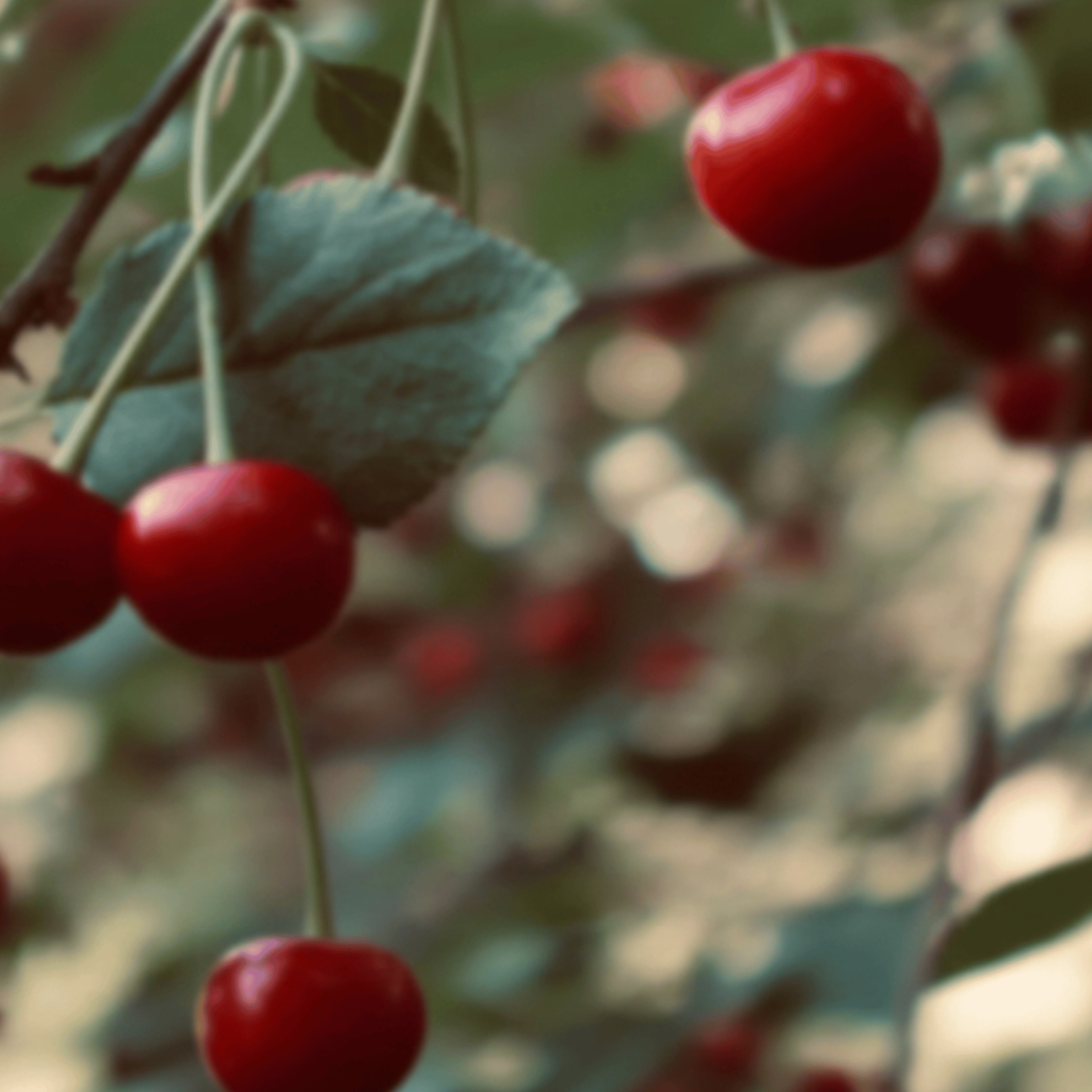 VINSANS Rot