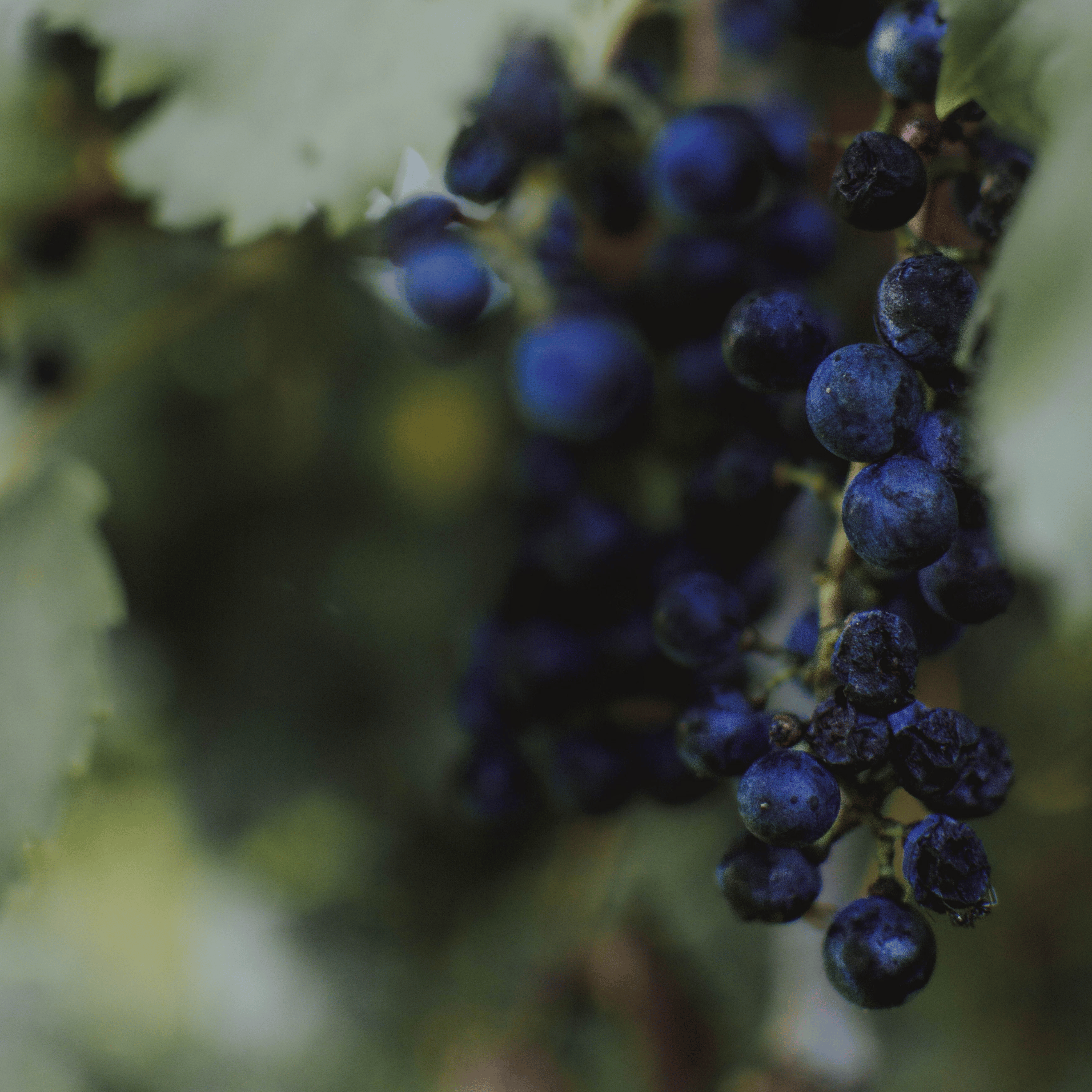 Cuvée Noir - Zero rot